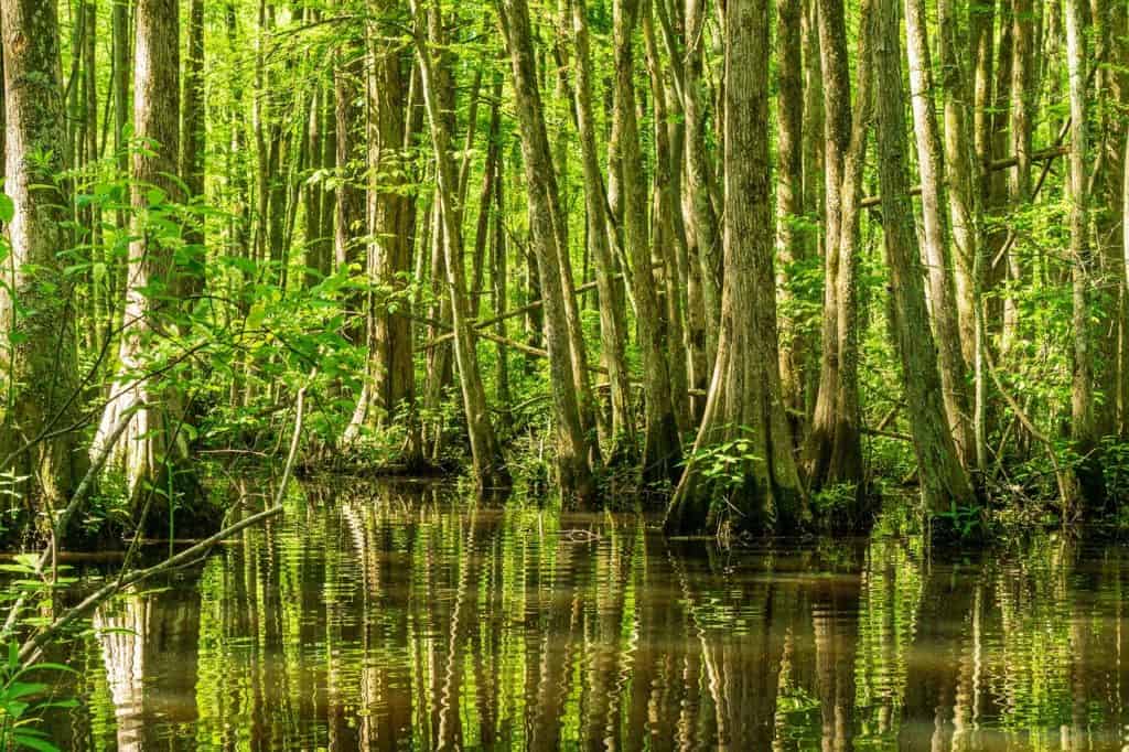 millpond, cypress swamp, cypress pond